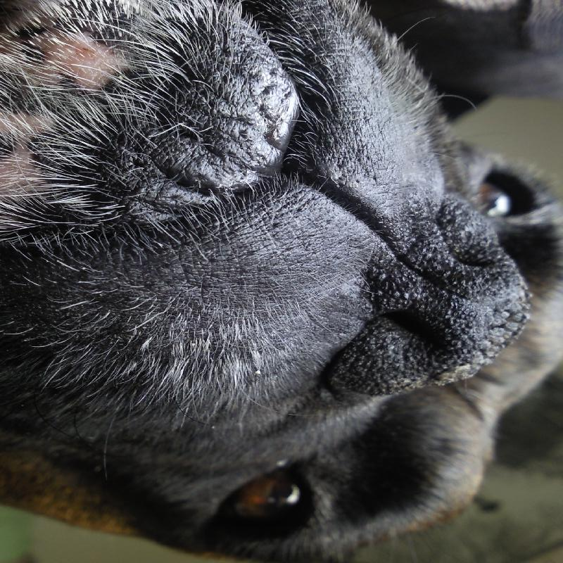 Illustration for article titled Shooting Challenge Pets Gallery 1